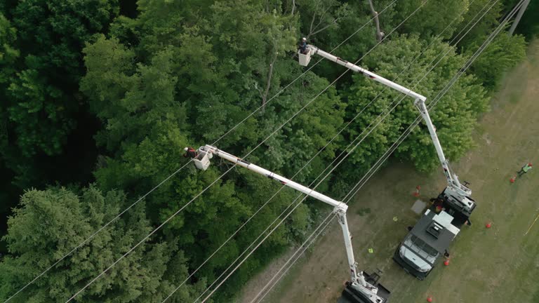 How Our Tree Care Process Works  in  Edison, GA